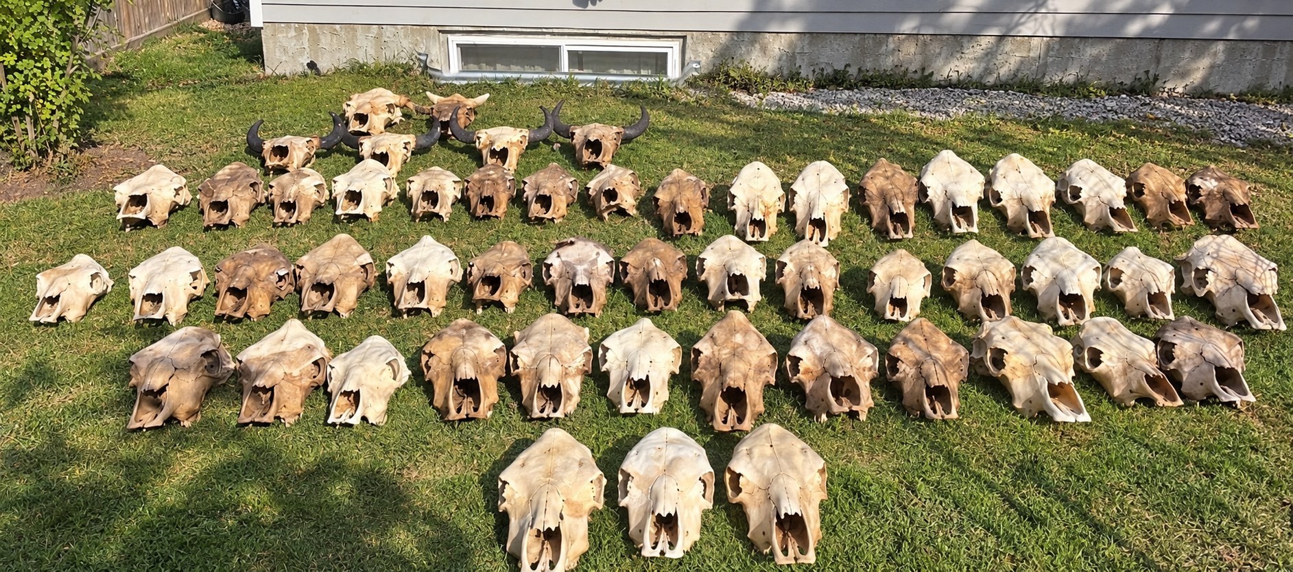 The final cleaning batch of summer 2026, with rows of skulls laid out on the lawn