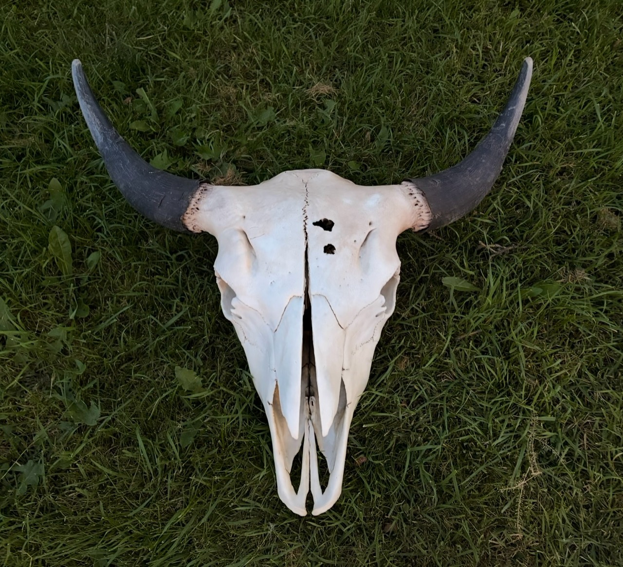 Featured bison skull â€” front view, showing the actual bone and dark horns