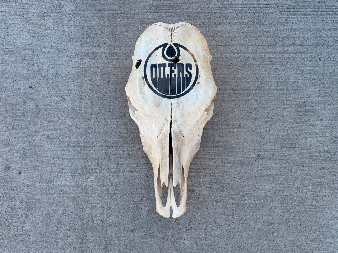 Oilers skull art — front view, showing the actual finish and condition