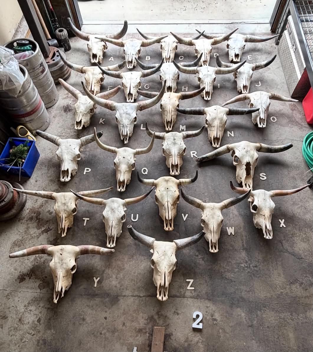 A selection of real longhorn skulls from Ian’s Alberta workshop