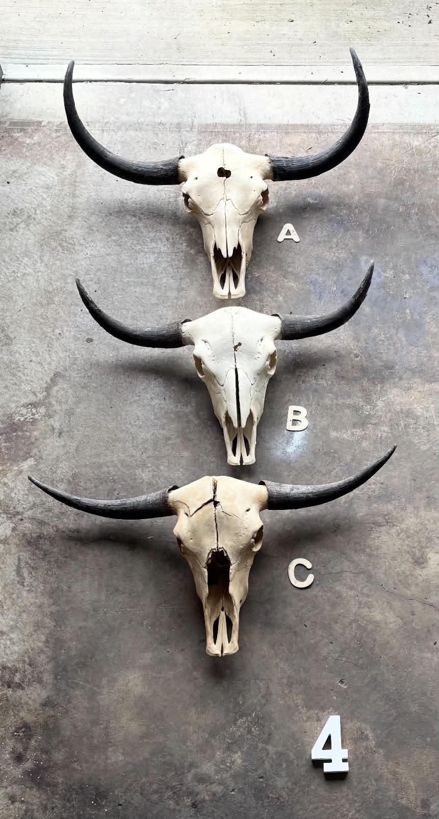 Three yak skulls in Ian’s current collection