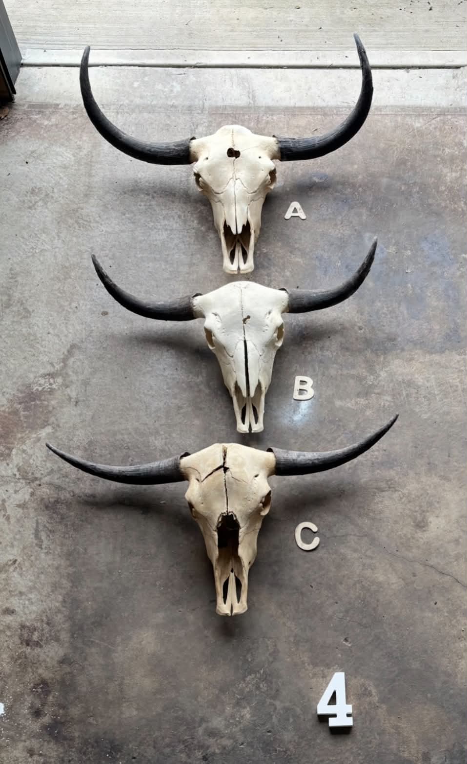 Three yak skulls in Ian’s current collection